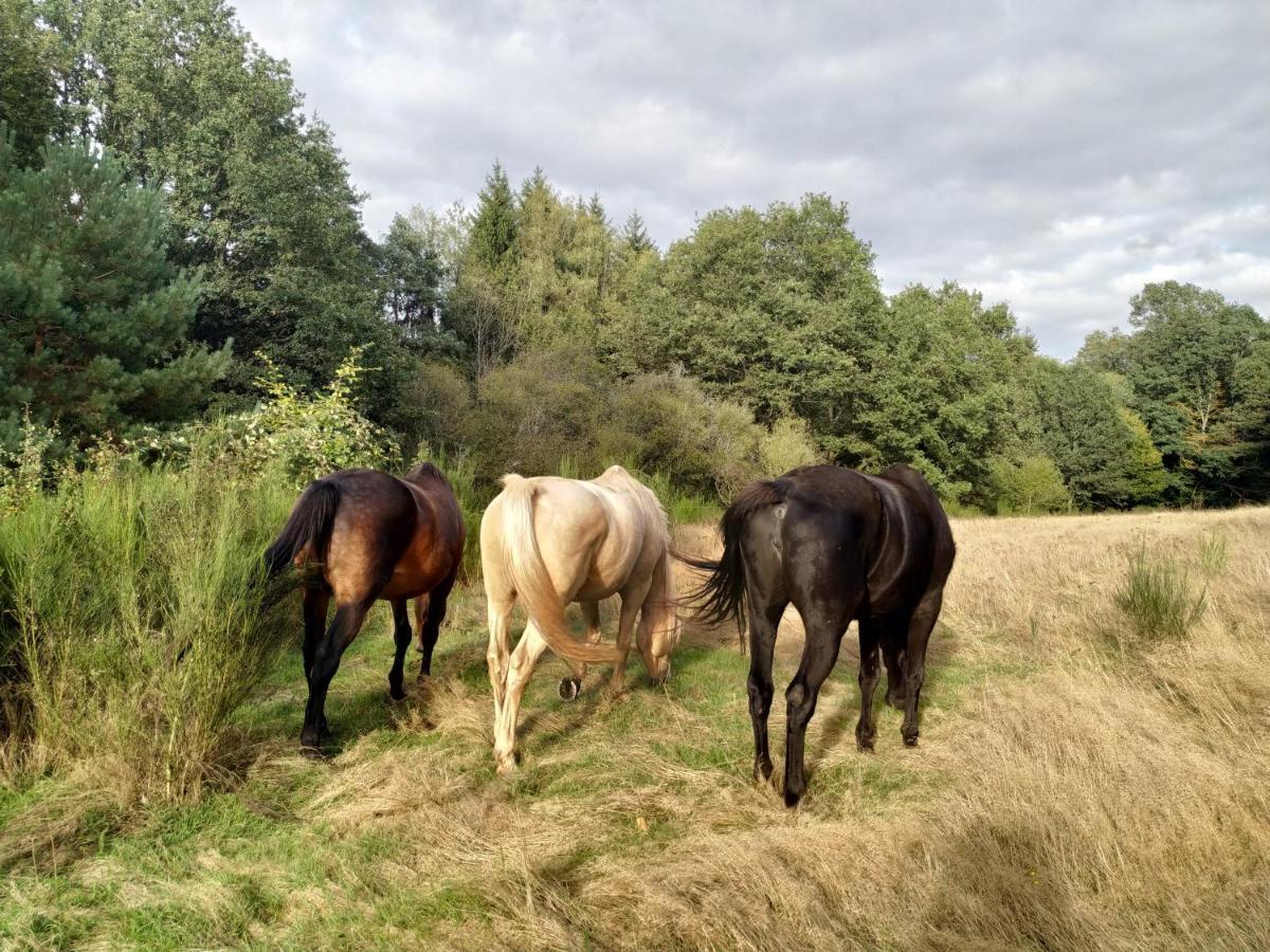 L'Echappee Verte - Gite Equestre 5 Pers Soucht 外观 照片