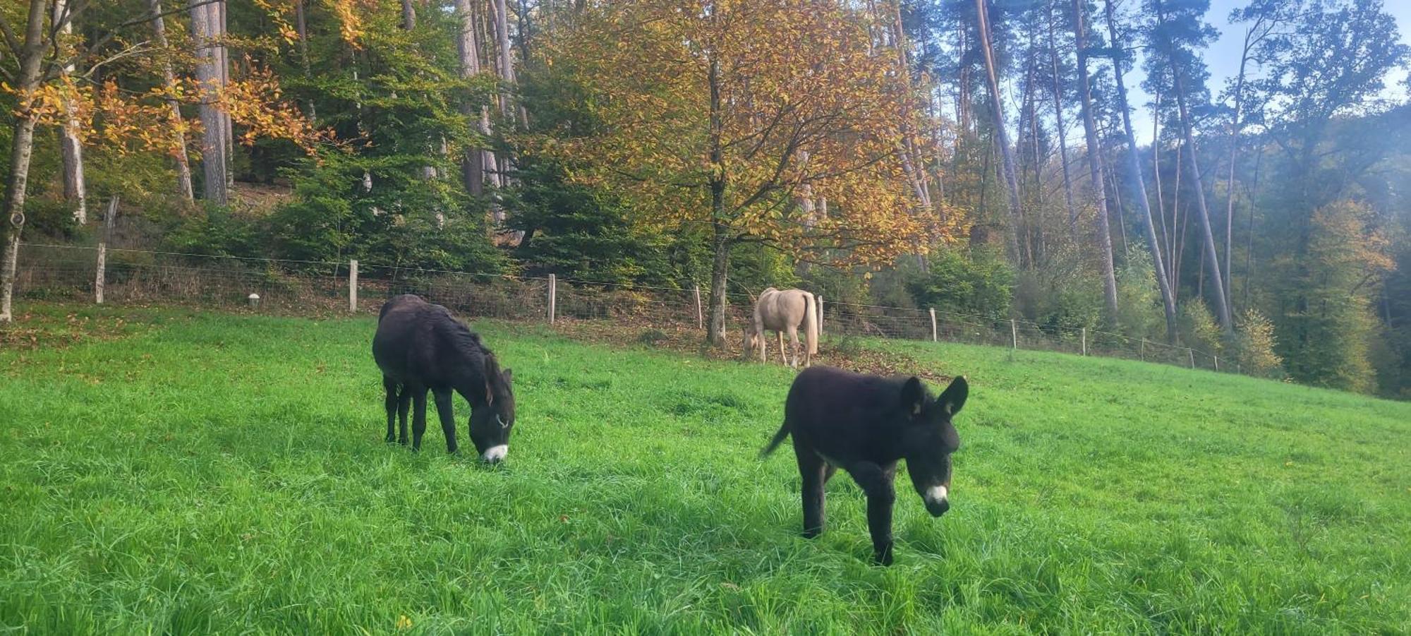L'Echappee Verte - Gite Equestre 5 Pers Soucht 外观 照片