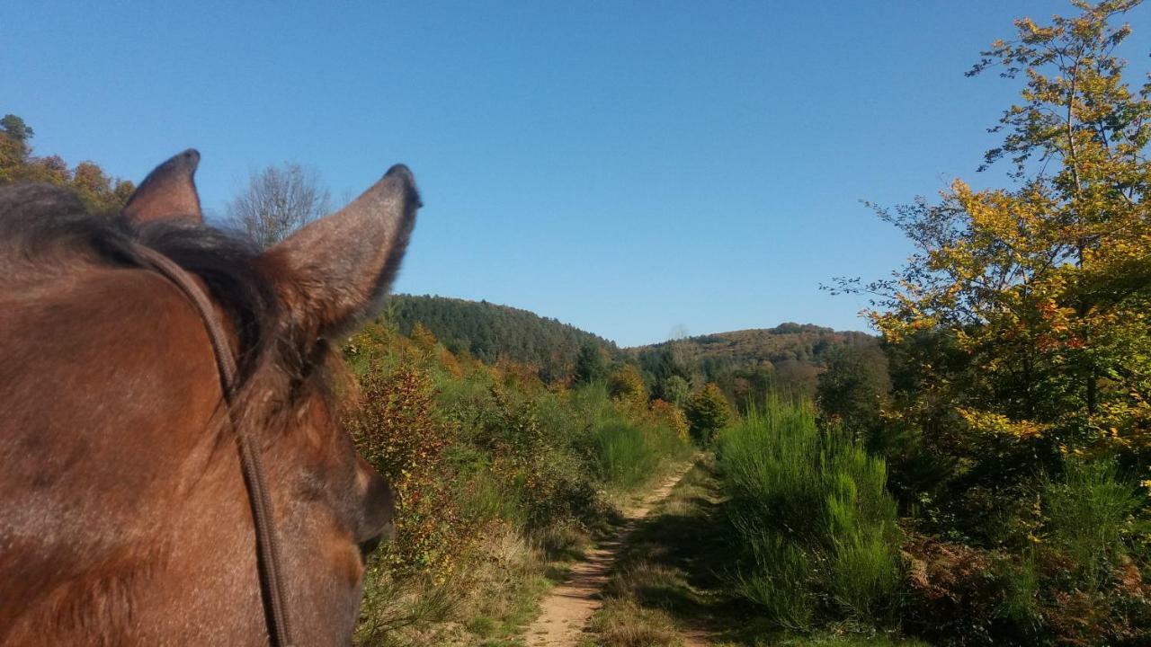 L'Echappee Verte - Gite Equestre 5 Pers Soucht 外观 照片